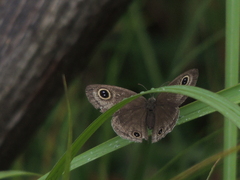 Ypthima multistriata