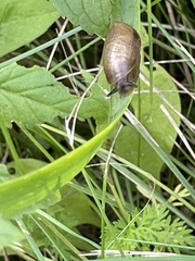 Succinea putris