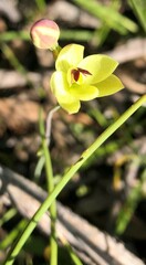Thelymitra antennifera