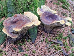 Phaeolus
