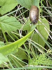 Succinea putris