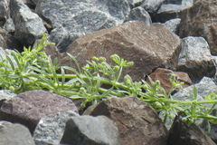 Galium aparine