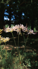 Lycoris radiata