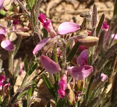 Polygala affinis