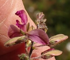 Polygala affinis
