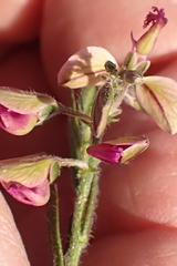 Polygala affinis