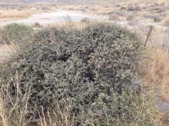 Periploca laevigata