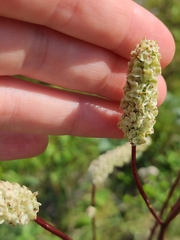 Sanguisorba tenuifolia