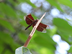 Neurothemis taiwanensis