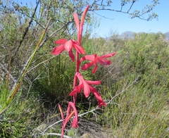 Watsonia