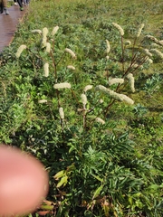 Sanguisorba tenuifolia