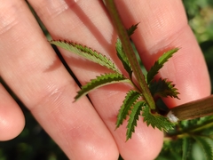 Sanguisorba tenuifolia