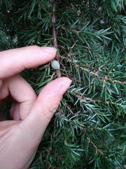 Juniperus communis