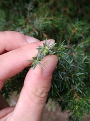 Juniperus communis