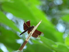 Neurothemis taiwanensis