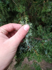 Juniperus communis