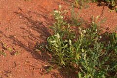 Ptilotus polystachyus