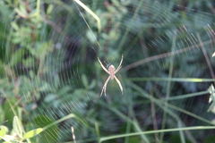 Argiope lobata