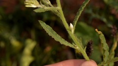 Ptilotus polystachyus