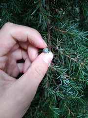 Juniperus communis