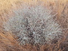Anthyllis cytisoides