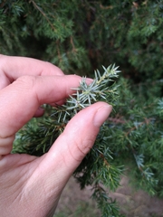 Juniperus communis