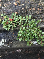 Cotoneaster horizontalis