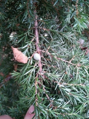 Juniperus communis
