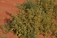Malvaceae