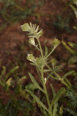 Ptilotus polystachyus