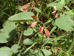 Banisteriopsis
