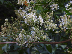 Lagerstroemia subcostata