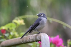 Melaenornis fischeri