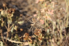Argiope lobata