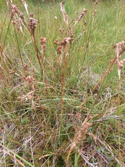 Juncus squarrosus