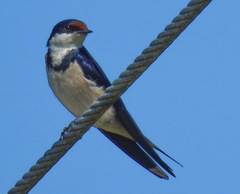 Hirundo albigularis