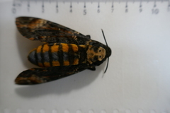 Acherontia atropos