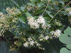 Lagerstroemia subcostata
