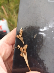 Juncus squarrosus