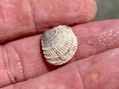 Chione elevata