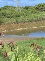 Himantopus mexicanus knudseni