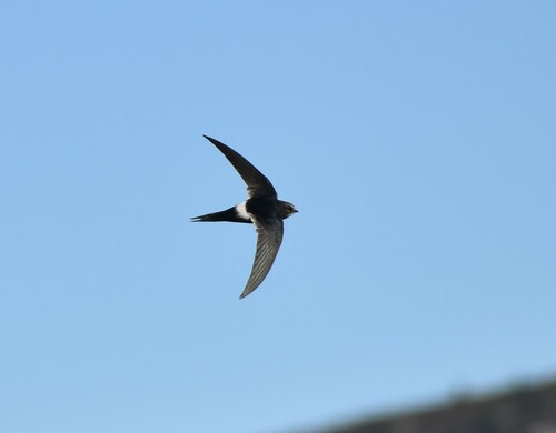 Vencejo cafre (Apus caffer)
