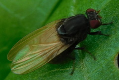 Minettia longipennis