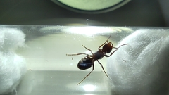 Chthonolasius