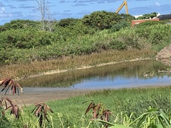 Himantopus mexicanus knudseni
