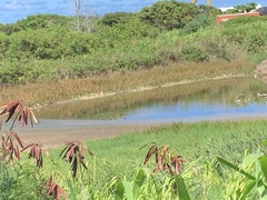 Himantopus mexicanus knudseni