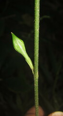 Pseuderanthemum subviscosum