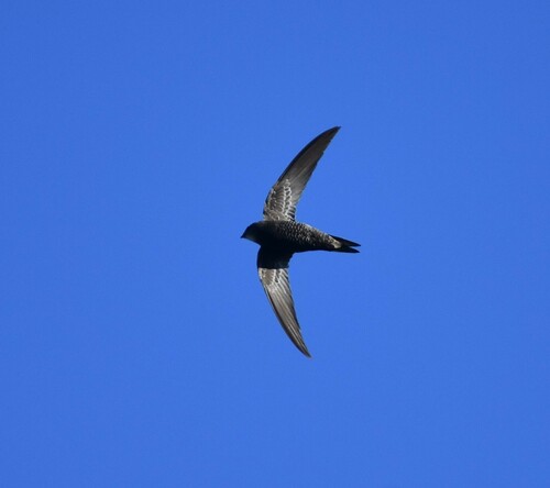 Vencejo de El Cabo (Apus barbatus)