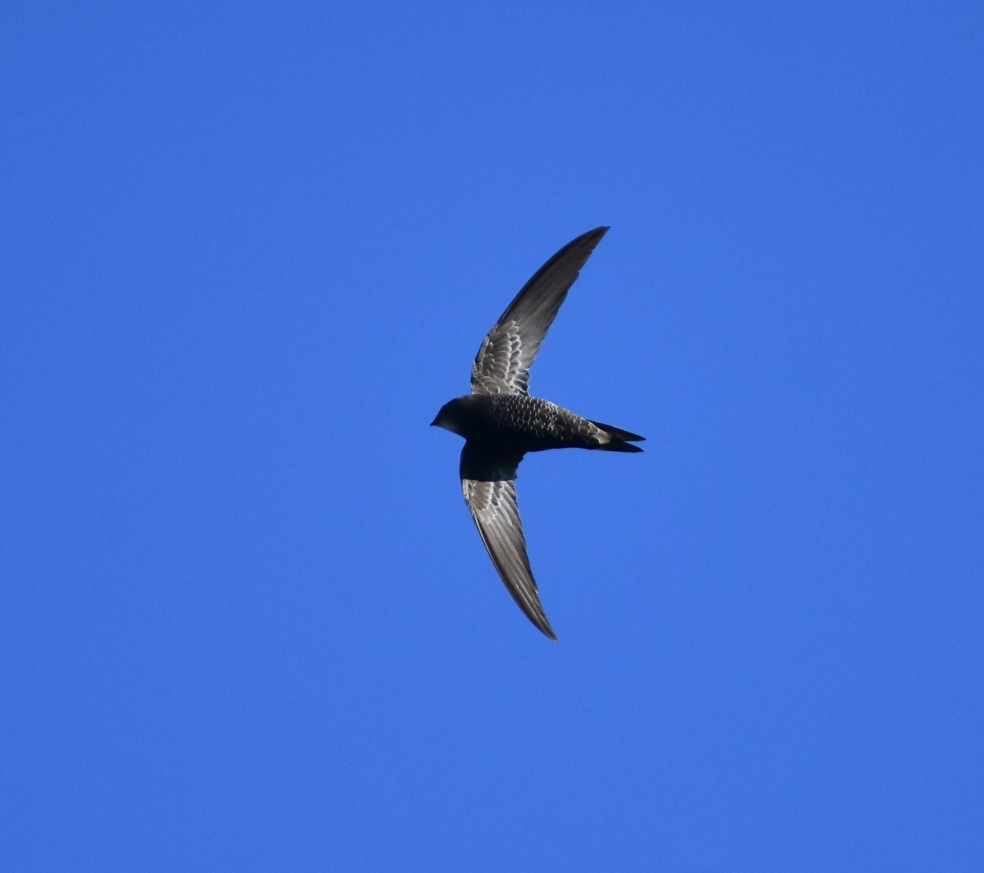 African Swift (Apus barbatus)