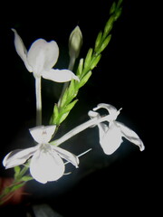 Pseuderanthemum subviscosum